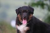 BERGER AUSTRALIEN PUPPIES 871